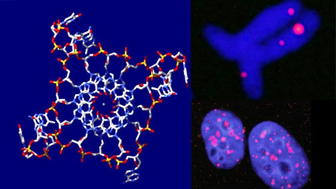quadruple helix dna.jpg